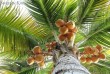 Palma kokosowa z owocami